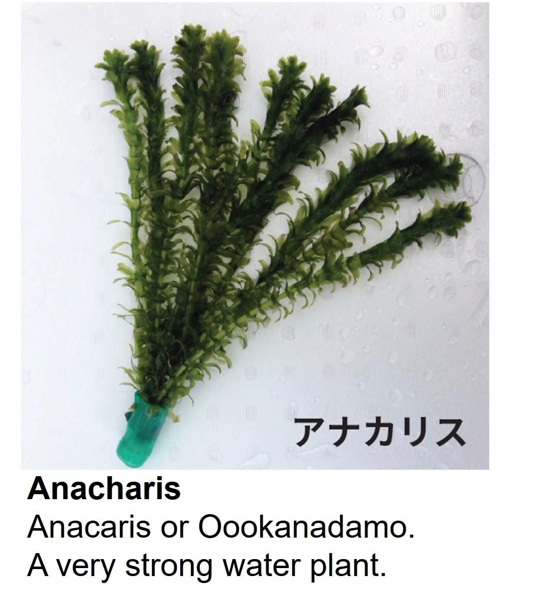 アナカリス