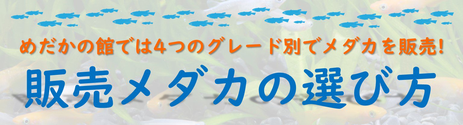 めだかの通販・販売専門店-めだかの館-