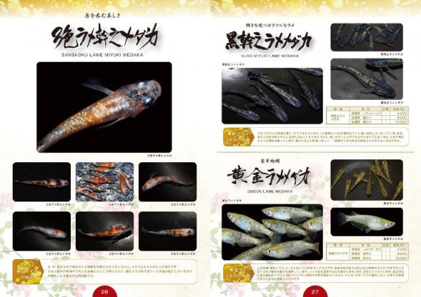 通常販売 めだかの館 ２０１７年度版最新メダカカタログ vol15