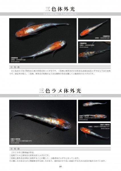 2021年 メダカ愛好家必読書！「100年メダカ～改良メダカ大図鑑～vol.18」紹介販売ページ