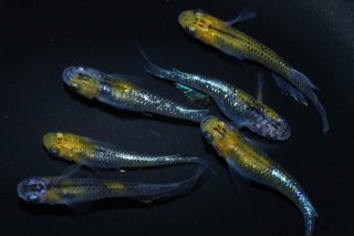 黄青オーロララメ体外光ブラックリム  【現物】  オス2匹メス4匹　AU2804