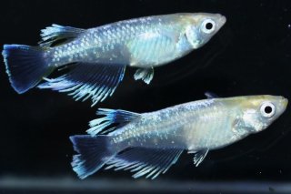 春一メダカ メダカ飼育容器 10lブラック 6個仕切り6枚 ブラック 色揚げ 体外光 ラメ系 Ensino Favale Edu Br