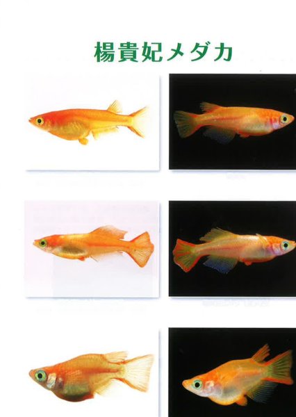 平成21年度版 メダカの種類いろいろめだかの館カタログ No8 - めだかの通販・販売専門店-めだかの館-