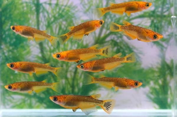 めだか神社】建御雷神【凛】漆黒タイプ 1ペア 現物 両目強ブルー