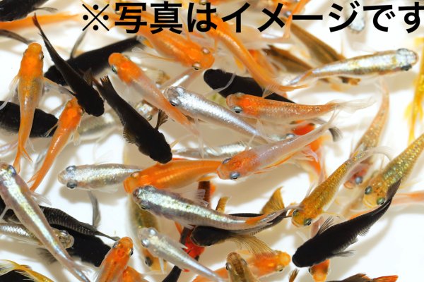 ミックスメダカ(1匹) - めだかの通販・販売専門店-めだかの館-