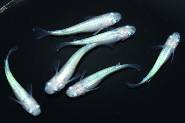 めだかの空豆】上物！アリエル光体型 オス１メス２ NO.１ - 魚類、水生生物