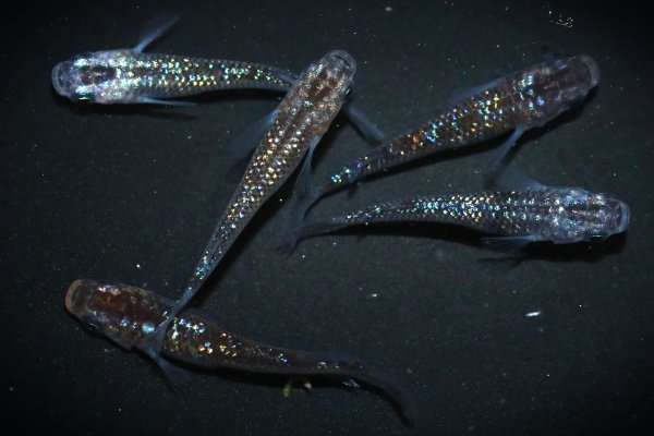 西郷めだか】サファ王(ラメ王×サファイア) オス1、メス2匹 - 魚類、水生生物