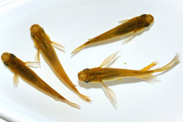 結之めだか】道三めだか直系 極上龍炎 1ペア 現物出品 - 魚類、水生生物