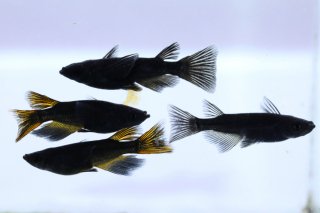 熊庭めだか】現物出品 オロチダルマ光体型メダカ雄1雌2 - 魚類、水生生物