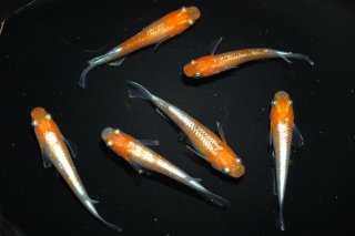 ヴォレアス めだか 4匹 七屋-福岡店- 【メダカ 生体 現物】 - 魚類、水生生物