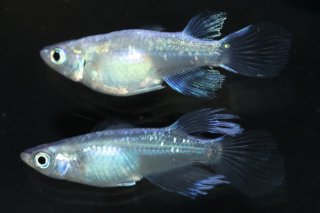 水郷めだか】 良物 月下美人×リアルロングフィンめだか ♂♀2ペア 現物 - 魚類、水生生物