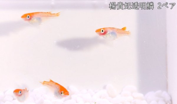 俺のメダカ様専用楊貴妃透明鱗 【現物】 オス2匹メス2匹 - めだかの通販・販売専門店-めだかの館-