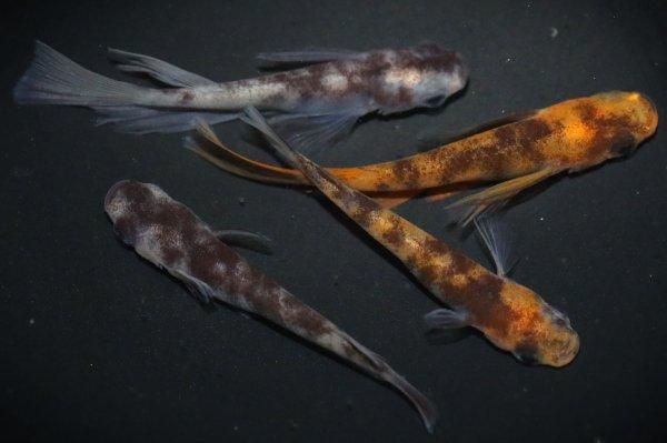 和墨リアルロングフィン】2ペア＋光体型オス 1 - 魚類、水生生物