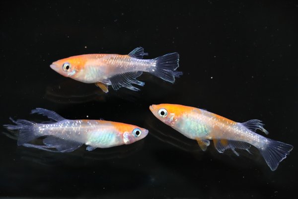 ∬華めだか∬ ブロンズ紅白RLFヘテロ【オス1メス2】 - 魚類、水生生物