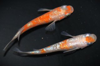 メセナライフ】☆青花めだか（小川ブラックラメ） 雄３＋雌２匹の出品です。 - 魚類、水生生物