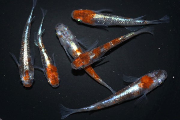 緑翠メダカ 道三様直系個体 現物出品です - 魚類、水生生物