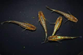 メセナライフ】☆青花めだか（小川ブラックラメ） 雄３＋雌２匹の出品です。 - 魚類、水生生物