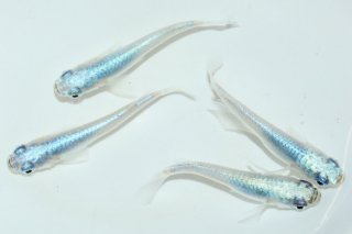 メダカの飛高園】現在出品 アレキサンドライトピンク2ペア - 魚類、水生生物