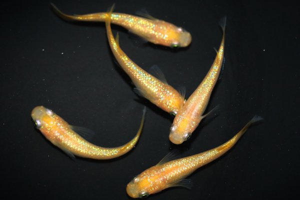 メセナライフ】☆アイスグリーンめだか 雄２匹＋雌１匹の出品です。 - 魚類、水生生物