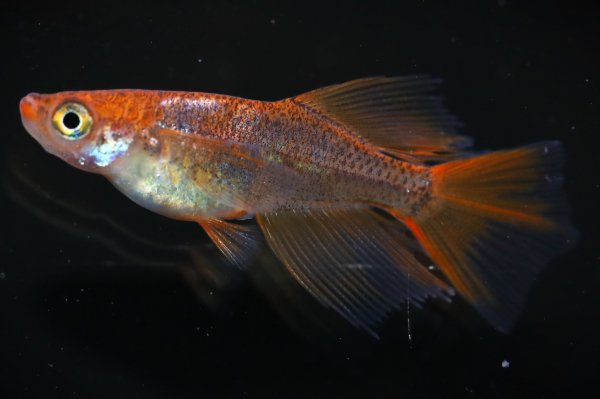 GPメダカ＞ 王華リアルロングフィン ２匹 １ペア ☆ K-11 - 魚類、水生生物