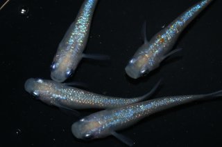 めだか屋Ｍｅ】現物出品☆月翔華 1ペア☆ E-1 - 魚類、水生生物