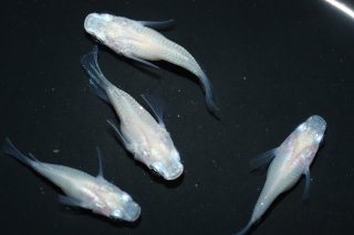 めだか屋Ｍｅ】現物出品☆月翔華 1ペア☆ E-1 - 魚類、水生生物