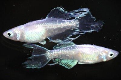 メソポタミアの青銅の水注 如水～銀白～ オス1匹・メス1匹 サイズM～L COZ01 - めだかの
