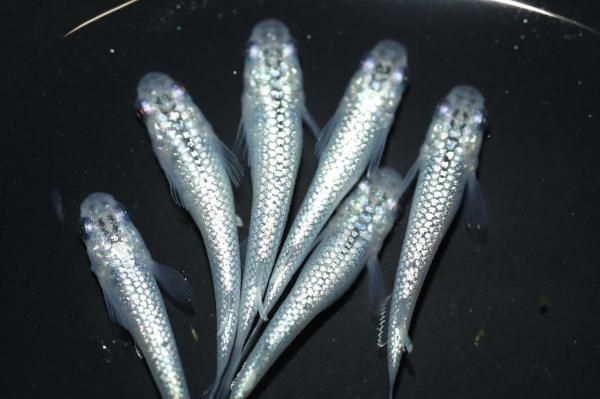 一二三トーイ 遺跡貝獣ヅガン グレー成型/メタ緑/メタ紫/銀 日向箱オンラインショップ