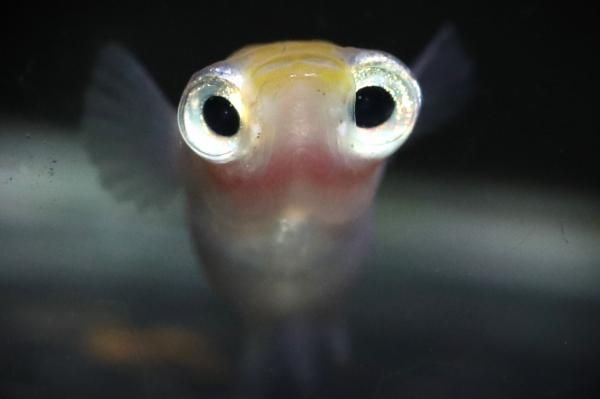 Mamoru 【現物】 オス1匹メス1匹 サイズM～L DF2746 - めだかの