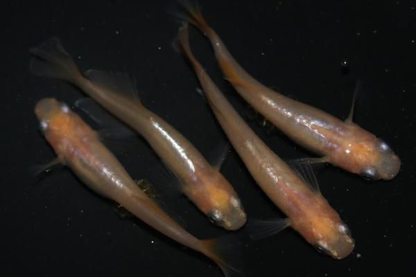 オカメイチャン MEXICO MID RUNNER KIDS