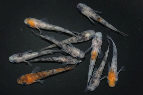 185365490.jpg?cmsp_timestamp=