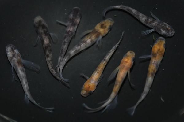 和墨三色リアルロングフィンの兄弟（リアルロングフィン入り