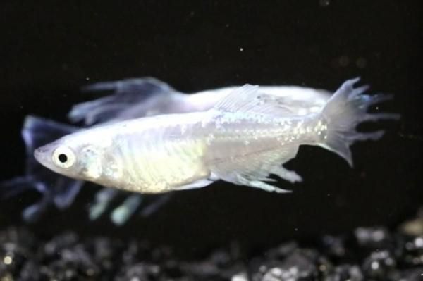 スーパーセール タイムセール 時間 【動画現物】 如水 オス1匹メス1匹 めだかの - DMF02 サイズM～L その他