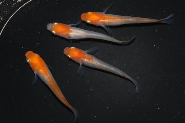 紅白透明鱗 【現物】 オス2匹メス2匹 サイズM DA0408 - めだかの 紅白透明鱗 【現物】 オス2匹メス2匹 サイズM DA0408 - めだかの