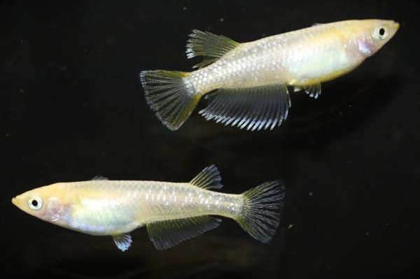 フロストイエロー オス1匹・メス1匹 サイズM～L DAZ01 - めだかの通販