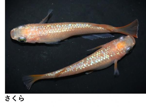 グアダルーペモダフラメンカ　Federico Mazañano ピンク 桜めだか】ピンクサファイア 1ペア Mサイズ