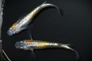 佐治石〈30〉【Taiyoメダカ】 ホワイトタイガーダイヤメダカ メダカ屋サバンナ直系(3匹