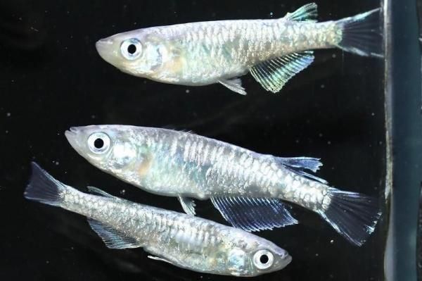 青幹之カガミ鱗 【現物】 オス2匹メス2匹 サイズM～L DU1807