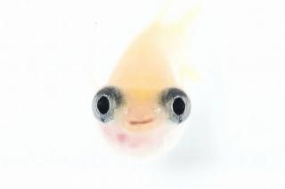 総和メダカ】 零 トリオ♂1 ♀2 サイズは1.5〜2.0 完全野外飼育
