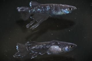センチュリースワロー 【現物】 オス1匹メス1匹 サイズL DU2428