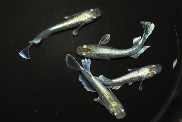 ⑥　メグえもん ⑥ メグえもん ⑥ メグえもん メグえもん メグえもん Model ZX