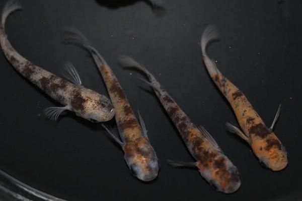 ⭐︎いなかのねずみ⭐︎ テルスガイザー　本体のみ HANSA（ぬいぐるみ） BH5579 ハイイロネズミ HANSA はいいろ