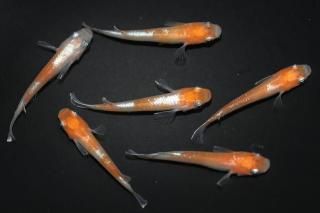 商品検索 - めだかの通販・販売専門店-めだかの館-