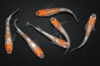 商品検索 - めだかの通販・販売専門店-めだかの館-