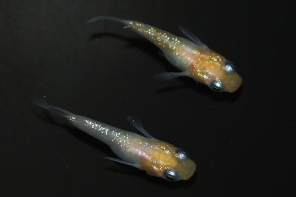 モ*フ様 【最新作】3.5分散型カタパルト搭載　3.5mm3極メス-オス　約38 090型MT/メス3極カプラ(セミロックタイプ) - auto-eparts