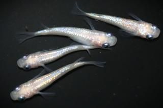 商品検索 - めだかの通販・販売専門店-めだかの館-