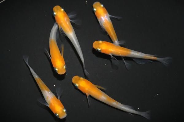 モ*フ様 【最新作】3.5分散型カタパルト搭載　3.5mm3極メス-オス　約38 小町 【現物】 オス3匹メス3匹 サイズM～L DL2172 - めだかの
