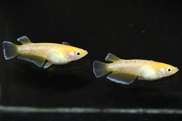 混沌魚 12枚セット ZETTEL'Z A5 シルバー Φ1200mm - YAMAGIWA OnlineStore