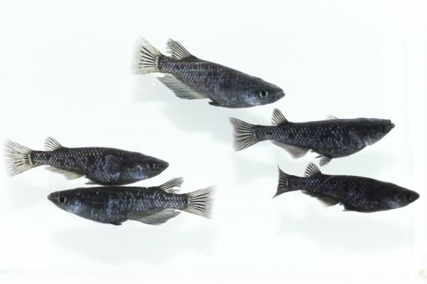 ブラックダイヤ 【現物】 オス2匹メス3匹 サイズM～L DL2404 - めだか