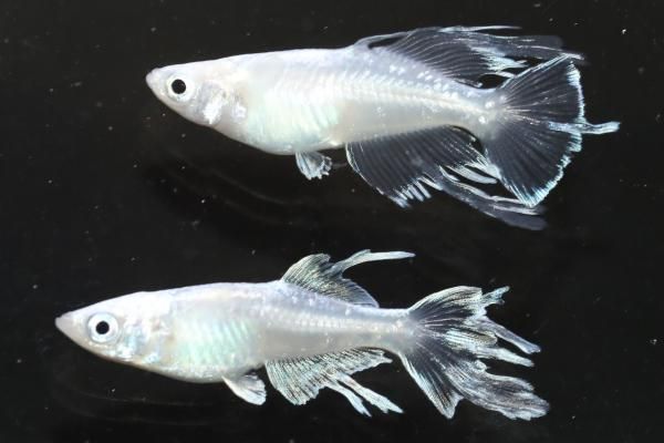 水の生き物 如水～銀白～ 【現物】 オス1匹メス1匹 サイズM～L DL2410